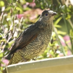 Ptilonorhynchus violaceus at Higgins, ACT - 18 Dec 2022