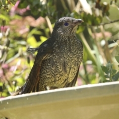 Ptilonorhynchus violaceus at Higgins, ACT - 18 Dec 2022