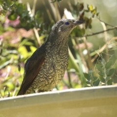 Ptilonorhynchus violaceus at Higgins, ACT - 18 Dec 2022