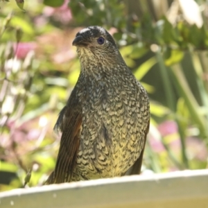 Ptilonorhynchus violaceus at Higgins, ACT - 18 Dec 2022