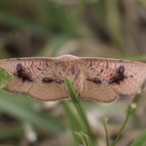 Epicyme rubropunctaria at Hawker, ACT - 27 Nov 2022