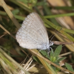 Zizina otis (Common Grass-Blue) at Higgins, ACT - 28 Nov 2022 by AlisonMilton