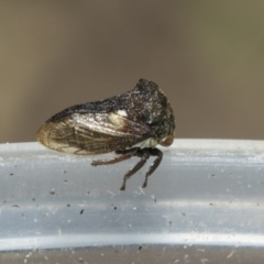 Pogonella minutus (Tiny two-spined treehopper) at Higgins, ACT - 13 Dec 2022 by AlisonMilton