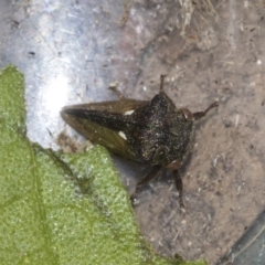 Pogonella minutus at Higgins, ACT - 14 Dec 2022