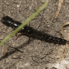 Staphylinidae (family) (Rove beetle) at Higgins, ACT - 14 Dec 2022 by AlisonMilton