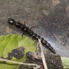 Staphylinidae (family) at Higgins, ACT - 14 Dec 2022