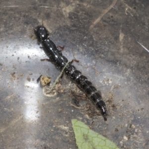 Staphylinidae (family) at Higgins, ACT - 14 Dec 2022