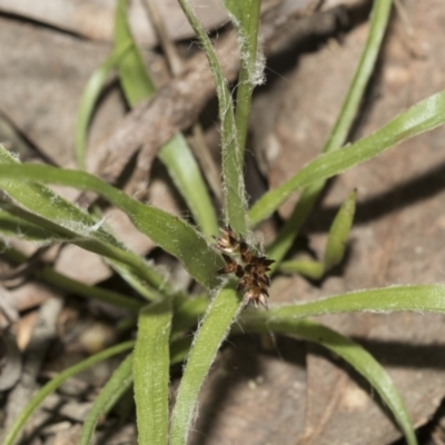 Luzula meridionalis (Common Woodrush) at Bruce, ACT - 13 Sep 2022 by AlisonMilton