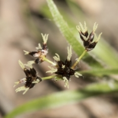 Luzula meridionalis at Bruce, ACT - 13 Sep 2022