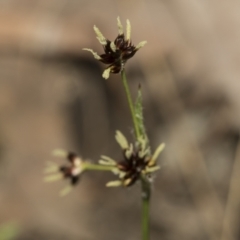 Luzula meridionalis at Bruce, ACT - 13 Sep 2022