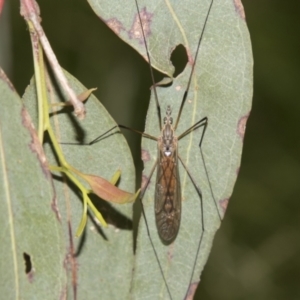 Tipulidae sp. (family) at Higgins, ACT - 15 Dec 2022 10:15 AM