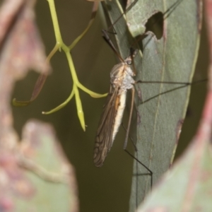 Tipulidae sp. (family) at Higgins, ACT - 15 Dec 2022 10:15 AM