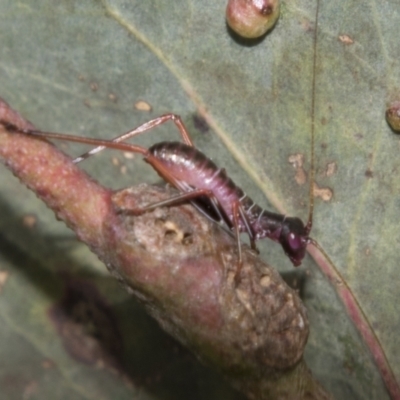 Torbia viridissima (Gum Leaf Katydid) at Higgins, ACT - 15 Dec 2022 by AlisonMilton