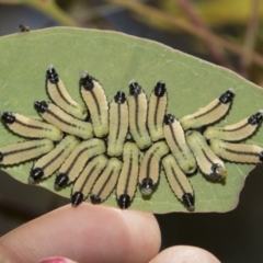 Paropsisterna cloelia (Eucalyptus variegated beetle) at Higgins, ACT - 14 Dec 2022 by AlisonMilton