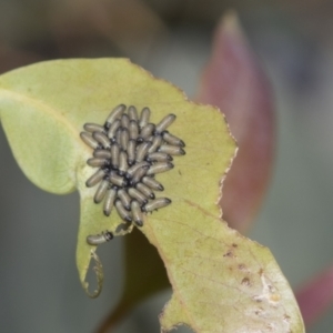 Paropsisterna cloelia at Higgins, ACT - 15 Dec 2022 10:20 AM