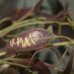 Paropsisterna cloelia at Higgins, ACT - 15 Dec 2022 10:20 AM