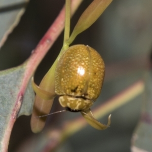 Paropsisterna cloelia at Higgins, ACT - 15 Dec 2022 10:16 AM