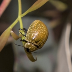 Paropsisterna cloelia at Higgins, ACT - 15 Dec 2022 10:16 AM