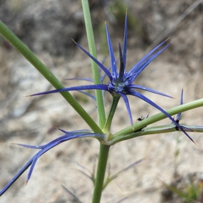 Eryngium ovinum (Blue Devil) at Paddys River, ACT - 20 Dec 2022 by HelenCross