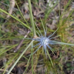 Eryngium ovinum (Blue Devil) at Paddys River, ACT - 20 Dec 2022 by HelenCross