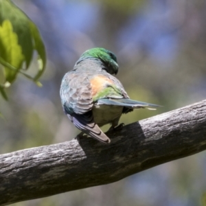 Psephotus haematonotus at Higgins, ACT - 15 Dec 2022