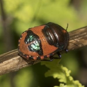 Choerocoris paganus at Higgins, ACT - 15 Dec 2022 10:32 AM