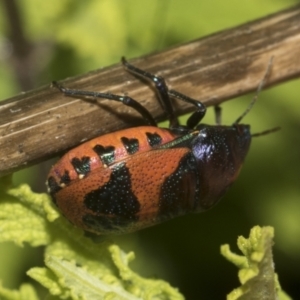 Choerocoris paganus at Higgins, ACT - 15 Dec 2022 10:32 AM