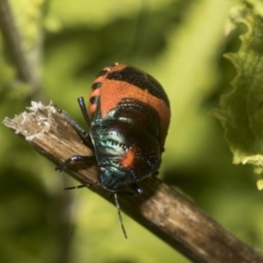 Choerocoris paganus at Higgins, ACT - 15 Dec 2022 10:32 AM