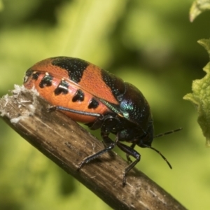 Choerocoris paganus at Higgins, ACT - 15 Dec 2022 10:32 AM