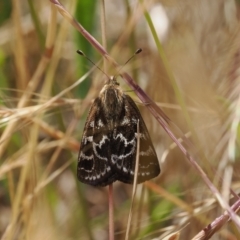 Synemon plana (Golden Sun Moth) at Curtin, ACT - 20 Dec 2022 by RAllen