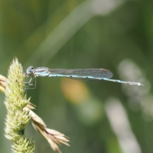 Austrolestes leda at Curtin, ACT - 20 Dec 2022