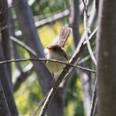 Malurus cyaneus (Superb Fairywren) at Curtin, ACT - 20 Dec 2022 by RAllen