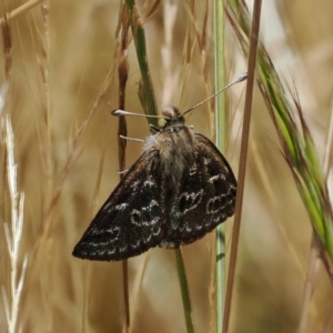 Synemon plana at Curtin, ACT - 20 Dec 2022 12:29 PM