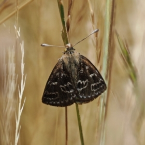 Synemon plana at Curtin, ACT - 20 Dec 2022 12:29 PM