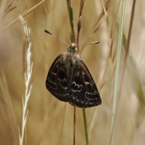 Synemon plana at Curtin, ACT - 20 Dec 2022 12:29 PM