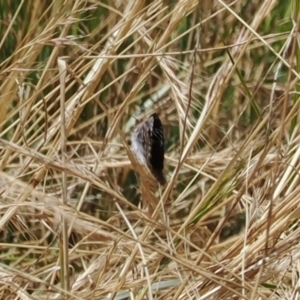 Synemon sp. (genus) at Curtin, ACT - 20 Dec 2022