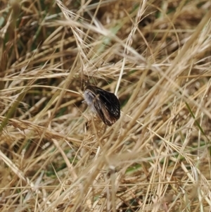 Synemon sp. (genus) at Curtin, ACT - 20 Dec 2022