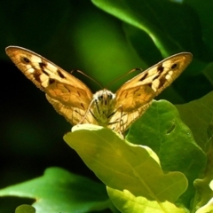 Heteronympha merope (Common Brown Butterfly) at Crooked Corner, NSW - 20 Dec 2022 by Milly