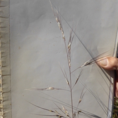 Austrostipa setacea (Corkscrew Grass) at Throsby, ACT - 20 Dec 2022 by michaelb