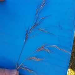 Austrostipa setacea at Throsby, ACT - 21 Dec 2022