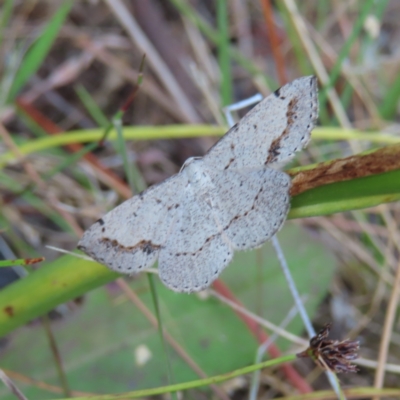 Taxeotis intextata (Looper Moth, Grey Taxeotis) at Wanniassa Hill - 20 Dec 2022 by MatthewFrawley