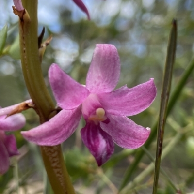 Dipodium roseum (Rosy Hyacinth Orchid) at Goulburn Mulwaree Council - 15 Dec 2022 by AJB