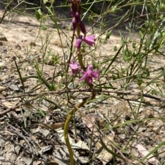 Dipodium roseum at Bungonia, NSW - 15 Dec 2022