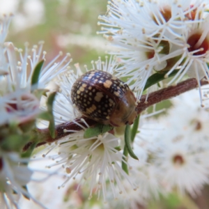 Paropsis pictipennis at Jerrabomberra, ACT - 20 Dec 2022