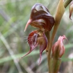 Oligochaetochilus calceolus (Bungonia Rustyhood) at Bungonia, NSW - 15 Dec 2022 by AJB