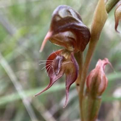 Oligochaetochilus calceolus (Bungonia Rustyhood) at Goulburn Mulwaree Council - 15 Dec 2022 by AJB