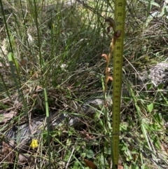 Oligochaetochilus calceolus at Bungonia, NSW - suppressed