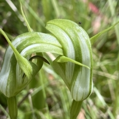 Pterostylis monticola (Large Mountain Greenhood) at Paddys River, ACT - 16 Dec 2022 by AJB