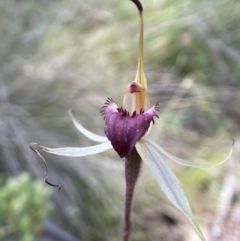Caladenia montana (Mountain Spider Orchid) at Tharwa, ACT - 16 Dec 2022 by AJB