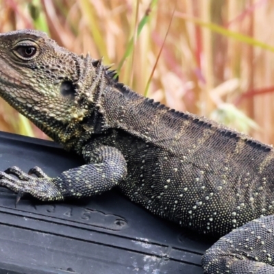 Intellagama lesueurii howittii (Gippsland Water Dragon) at Pambula, NSW - 19 Dec 2022 by KylieWaldon